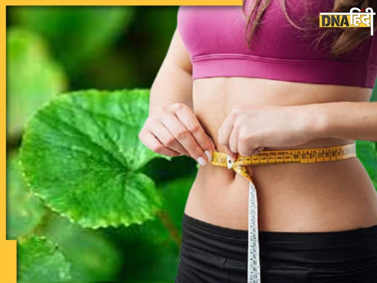 Gotu Kola For Weight Loss: पेट की चर्बी गला देगा ये आयुर्वेदिक हर्ब, महीने भर में स्लिम-फिट हो जाएगा थुलथुला शरीर