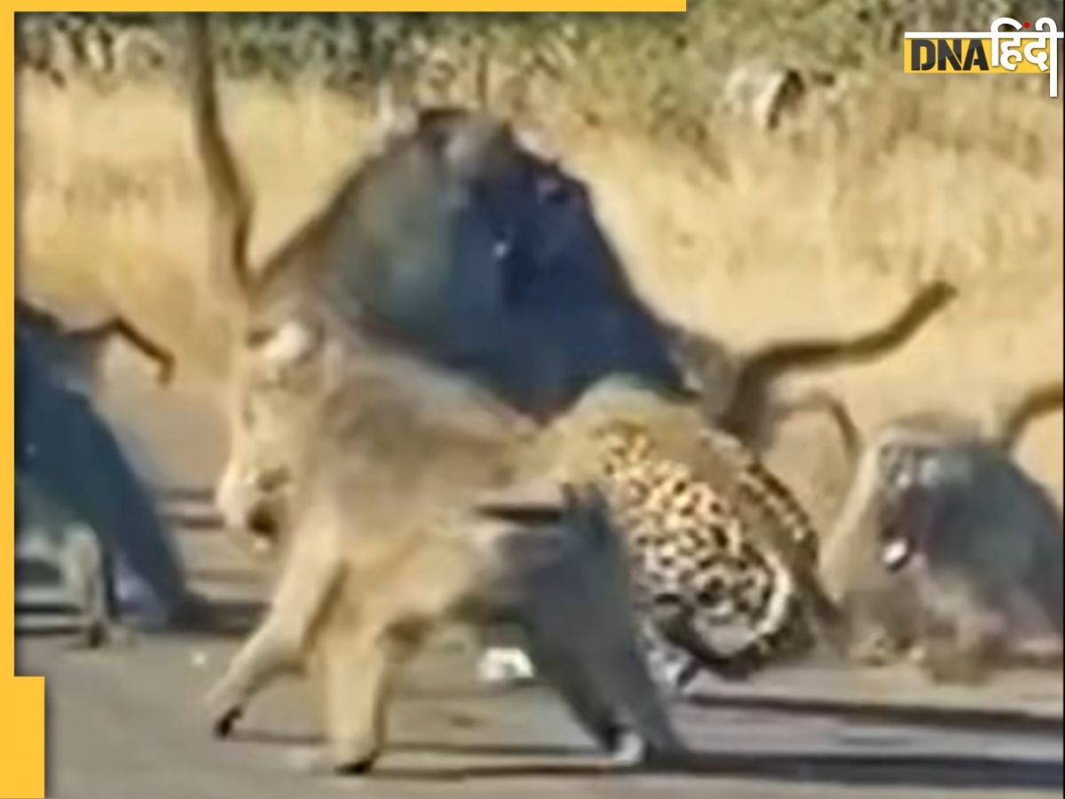 Leopard Attack Video: तेंदुए ने किया बंदरों के झुंड पर हमला, जंगल के राजा को पीट-पीटकर बनाया ऐसा हाल