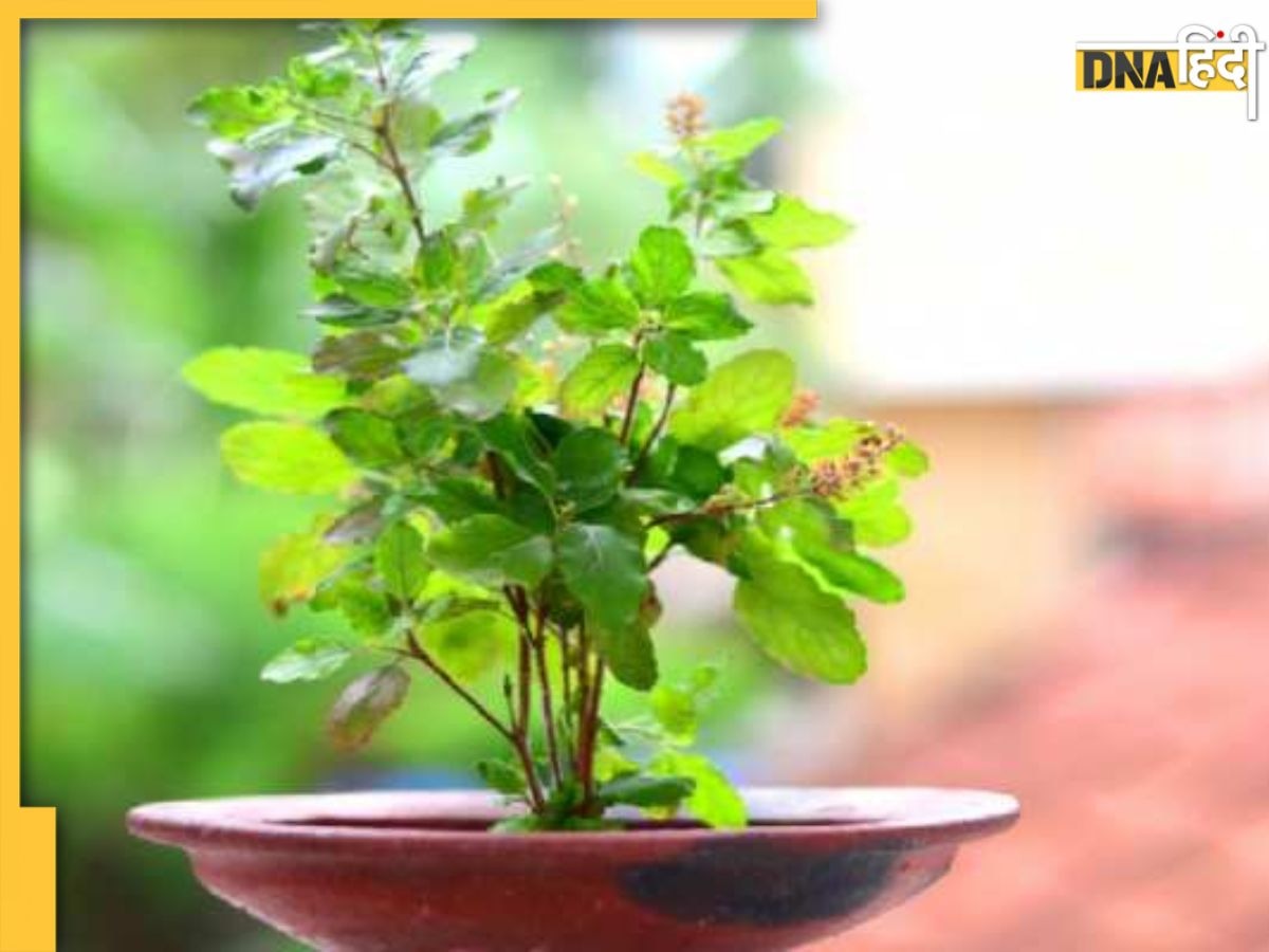 Gardening Tips: पानी देने के बाद भी मुरझा रहा तुलसी का पौधा, ये आसान टिप्स फिर से कर देंगे हरा-भरा