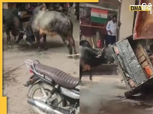 बैलों की लड़ाई में कूद पड़ा ऑटो ड्राइवर तो हुआ ऐसा हाल, देखें Video 