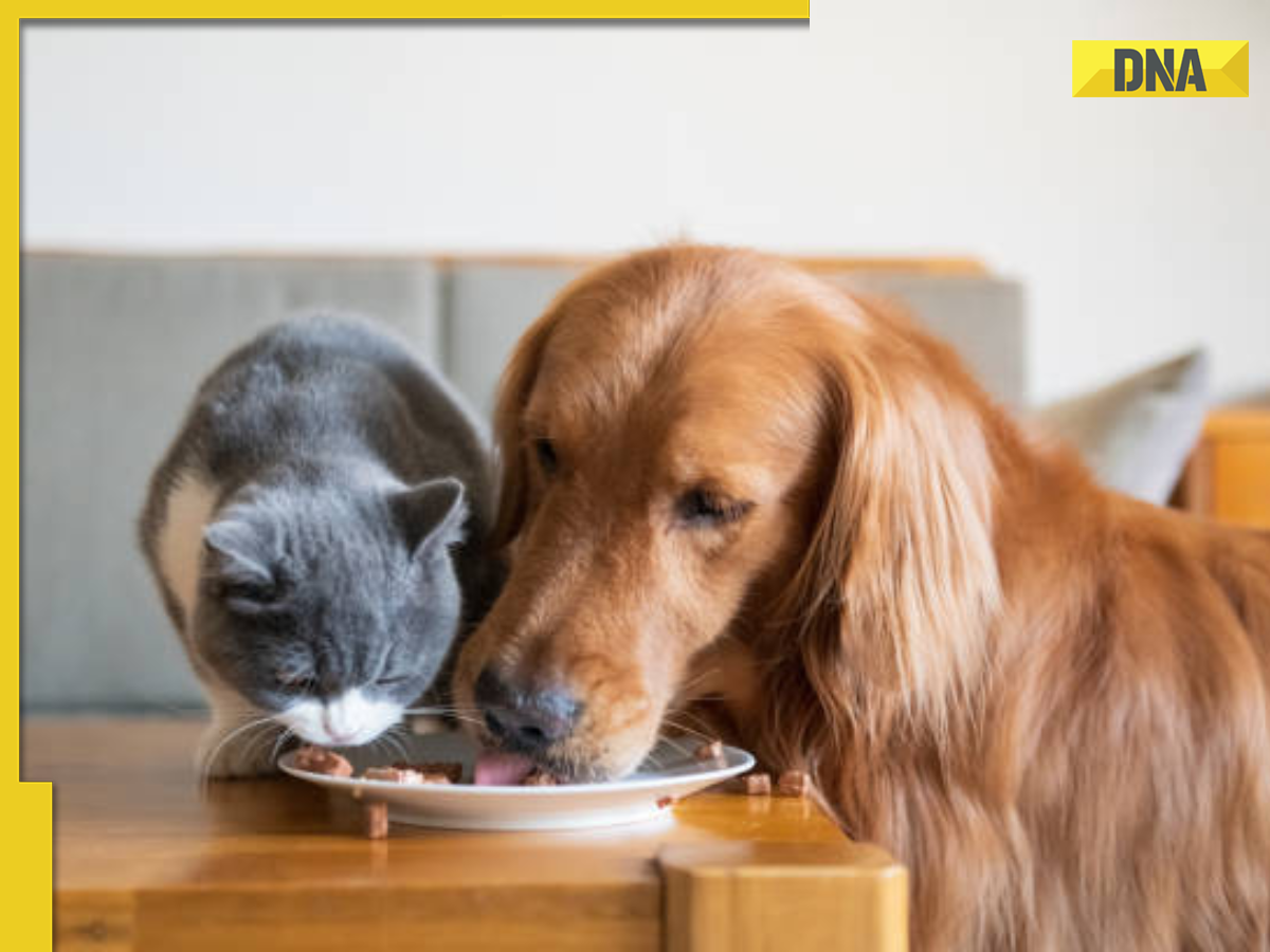 Pet food business Low cost startup idea with high earnings
