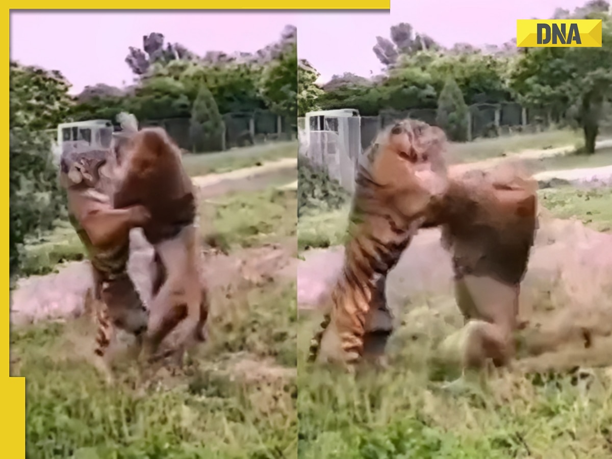 Clash of apex predators: Viral video reveals bone-chilling tiger vs lion face-off, watch