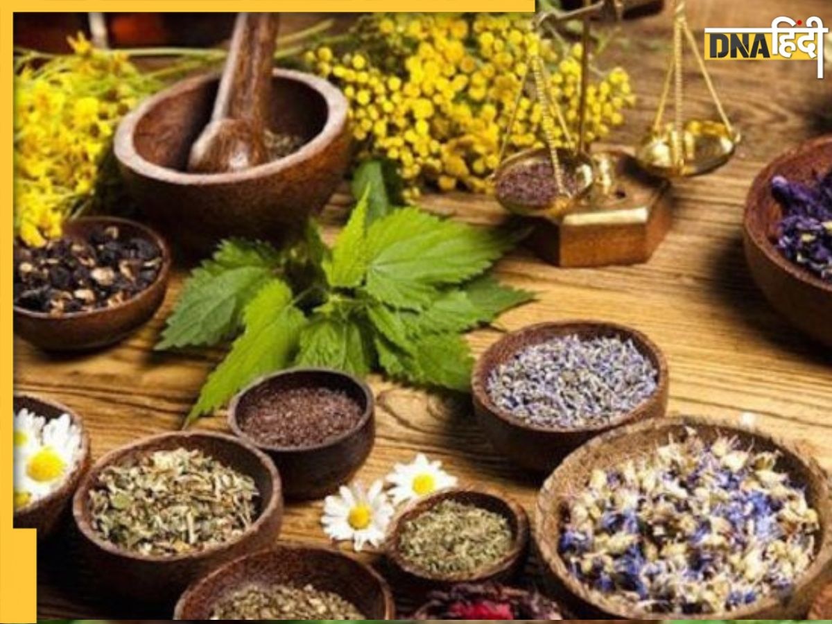 Anti-Diabetic Herbs: ब्लड शुगर कंट्रोल कर देंगी ये 5 आयुर्वेदिक दवाएं, इन जड़ी-बूटियों में है एंटी-डायबिटीक गुण