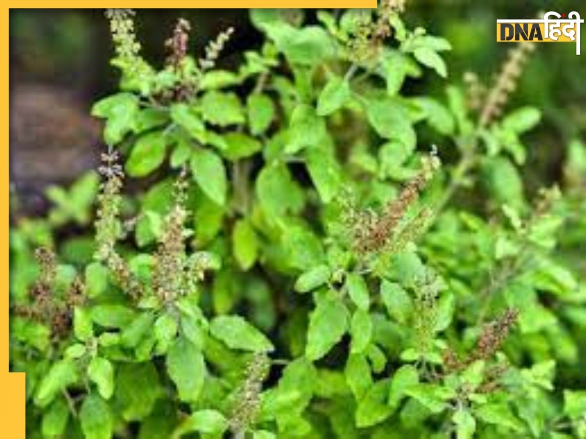 Tulsi Ke Totke: तुलसी के ये टोटके खत्म कर देंगे जीवन की हर विपत्ति, सौभाग्य में बदल जाएगा दुर्भाग्य