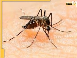 Zika virus Attack: मुंबई में जीका वायरस का हमला, जान लें इसके लक्षण और रोकथाम के उपाय
