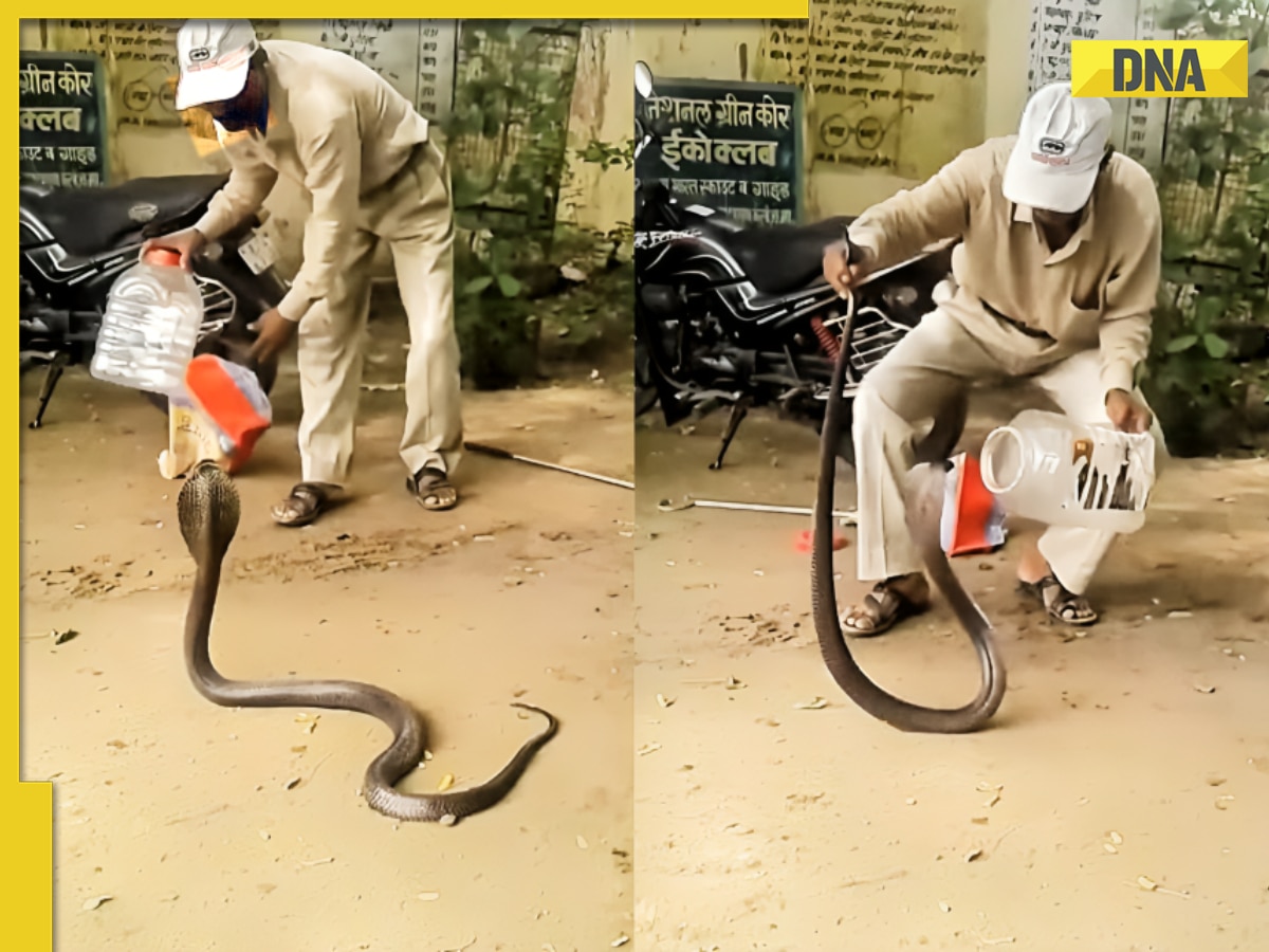 Watch: Man's daring struggle to rescue giant king cobra goes viral, internet is stunned