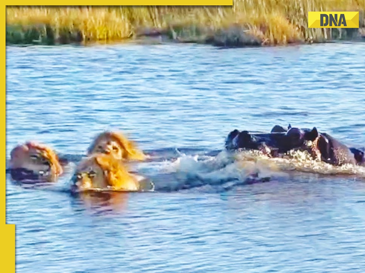 Viral video: Epic river showdown - giant hippo's ruthless attack on lions stuns internet