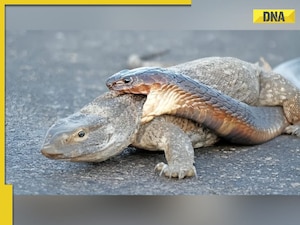 Viral video: Monitor lizard and cobra engage in a deadly fight, watch who wins