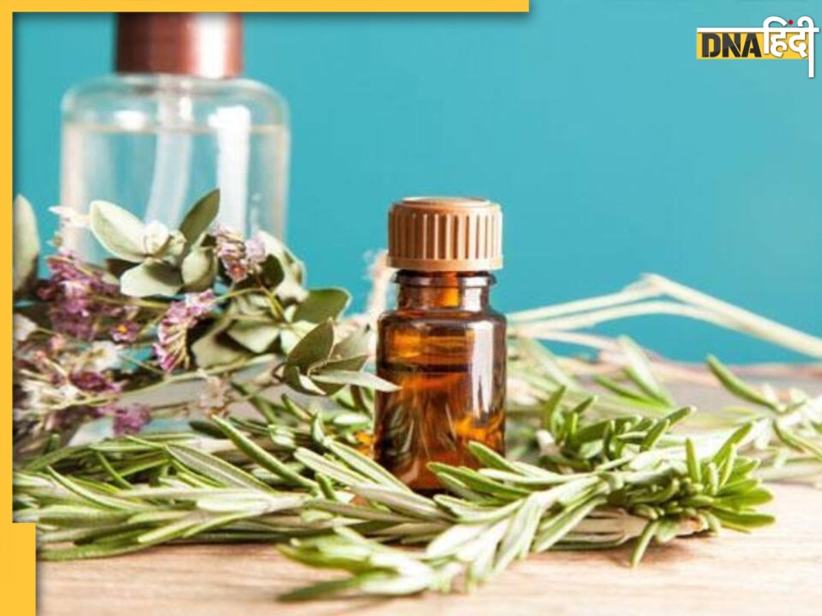 Rosemary Oil For Hair: बेजान और झड़ते बालों का रामबाण इलाज है इस जड़ी-बूटी का तेल, तेजी से होगा हेयर ग्रोथ  