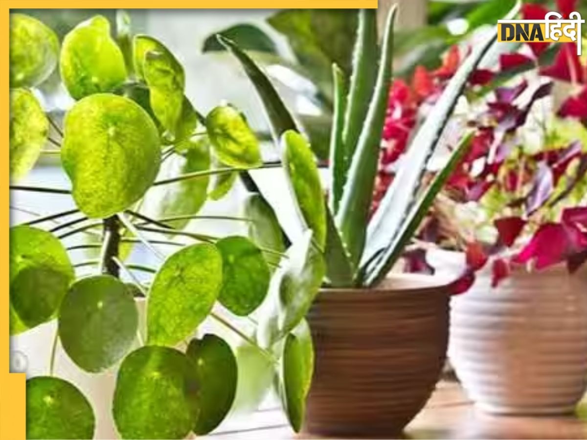 Gardening Tips: सितंबर महीने में घर में लगाएं ये 5 पौधे, सर्दी आने तक फूलों से भर जाएगा गार्डन 