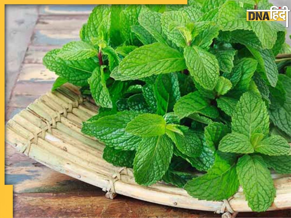 Leaves Reduce Fat: सुबह उठते ही चबा लें ये 7 हरे पत्ते, अंदर हो जाएगा भारी भरकम �पेट, पिघल जाएगी चर्बी 