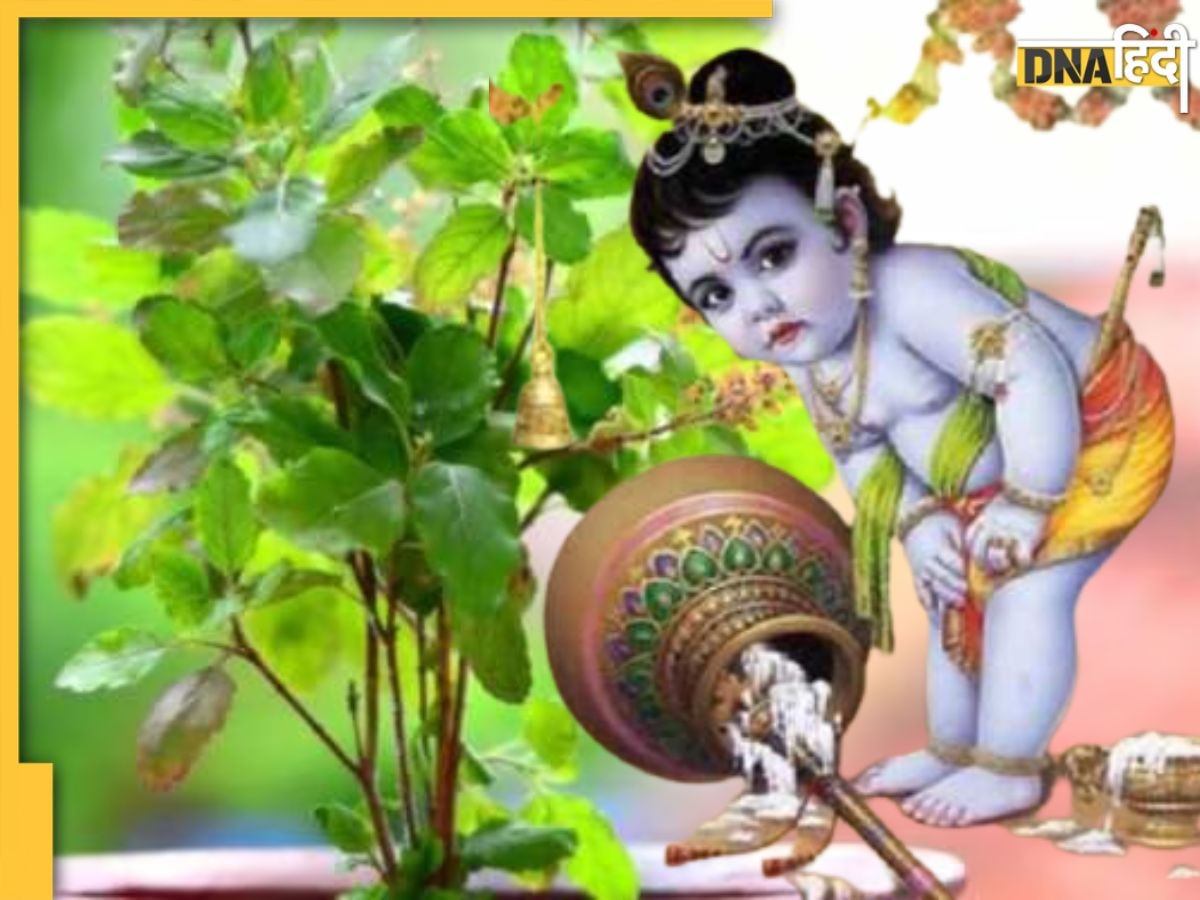 Janmashtami Upay: जन्माष्टमी के दिन करें तुलसी से जुड़े ये उपाय, दूर होगी हर समस्या, पर्स में बढ़ेगा पैसा