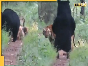 Trending Video: बाघ के पीछे-पीछे चल रहा था भालू, देखते ही वहीं बैठ गया बाघ और फिर देखें भालू ने क्या किया