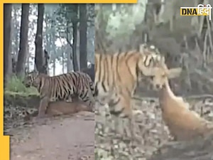 जंगल में बाघ ने हिरण का किया शिकार, घसीटते हुए करने लगा ऐसा काम, देखें Video