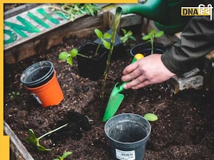 Gardening Tips: घर पर आसानी से उगा सकते हैं ये 5 सब्जियां, नहीं पड़ेगी बाजार से खरीदने की जरूरत