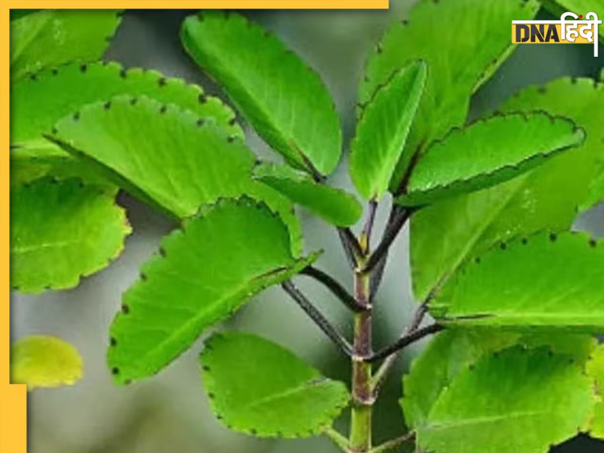 Patharchatta Benefits: बंद नसों को खोल देंगी इस आयुर्वेदिक पौधे की ...