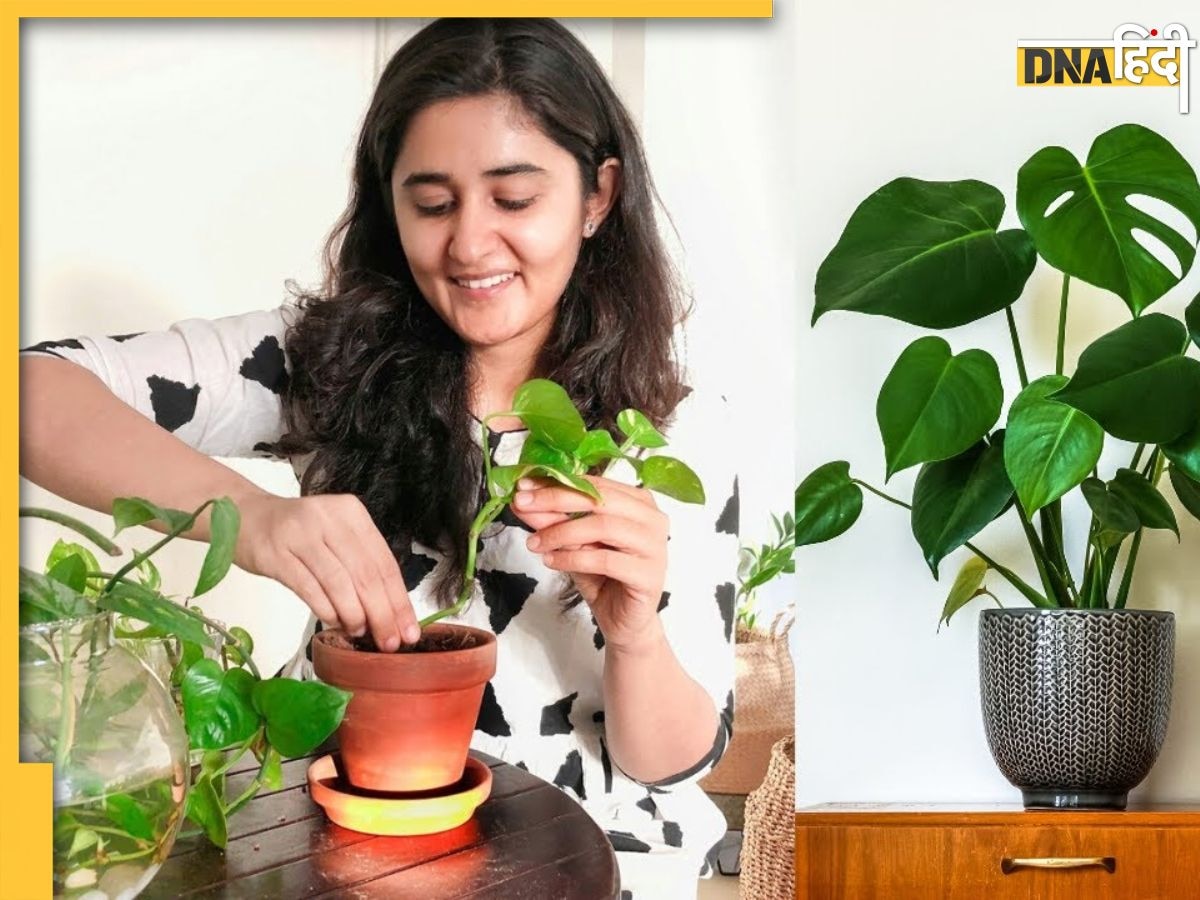 Lucky Plants For Home: घर में जरूर लगाने चाहिए ये 4 पौधे, बुरी नजर और कलेश के साथ दूर हो जाएंगे इन ग्रहों के दोष