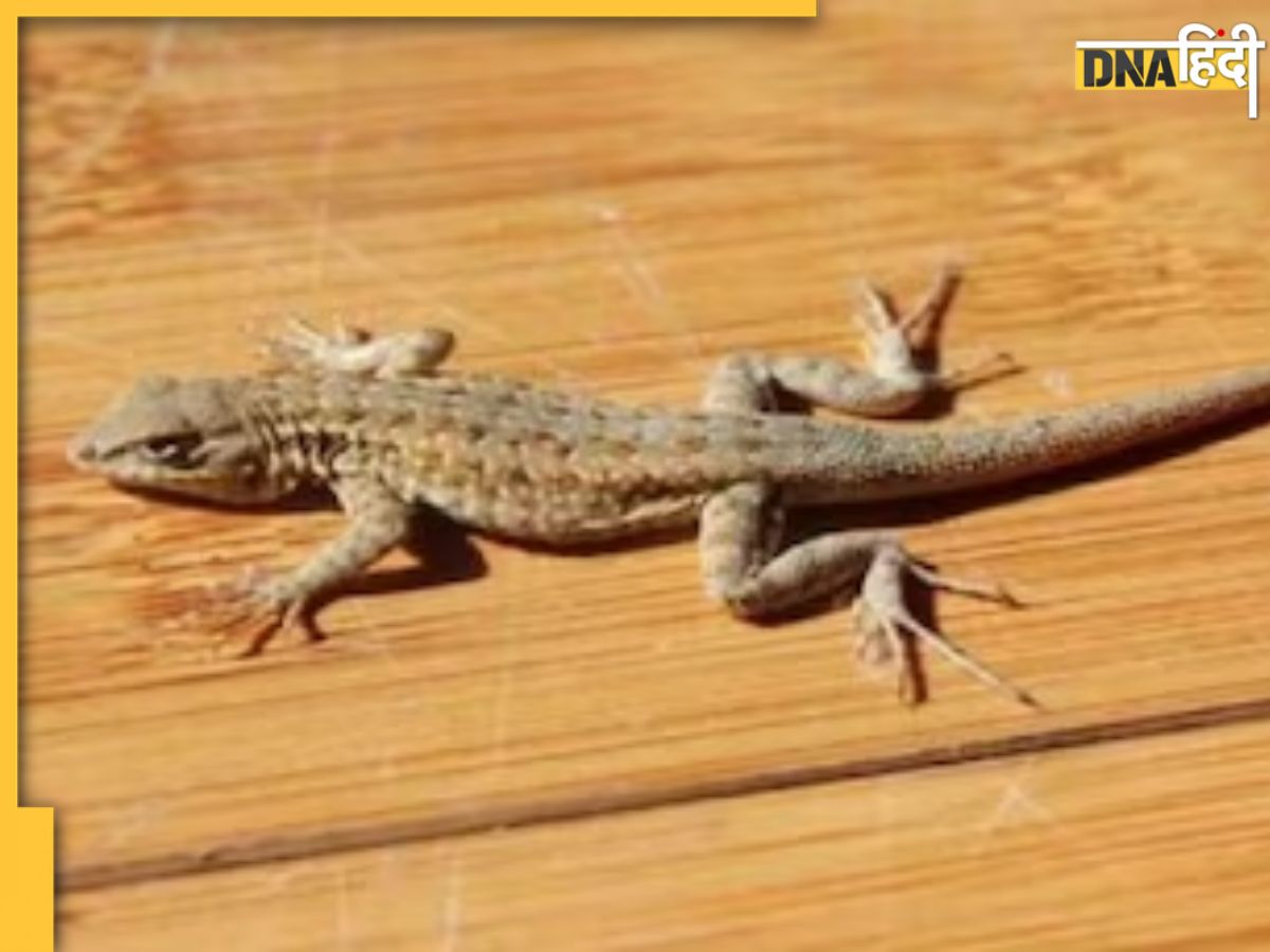 How to Get Rid of Lizards छिपकली भगाने के लिए फॉलो करें ये असरदार