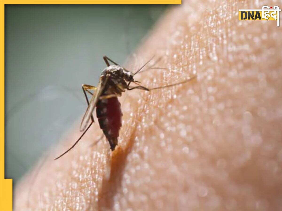 Dengue Den2 Strain: नोएडा में डेढ़ दर्जन लोगों में मिला डेंगू का खतरनाक स्ट्रेन, जानें इसका नाम, लक्षण और बच�ाव के तरीके  