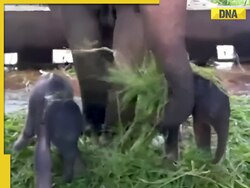 Viral video: Internet can't help but say 'aww' as rare twin baby elephants take their first adorable steps