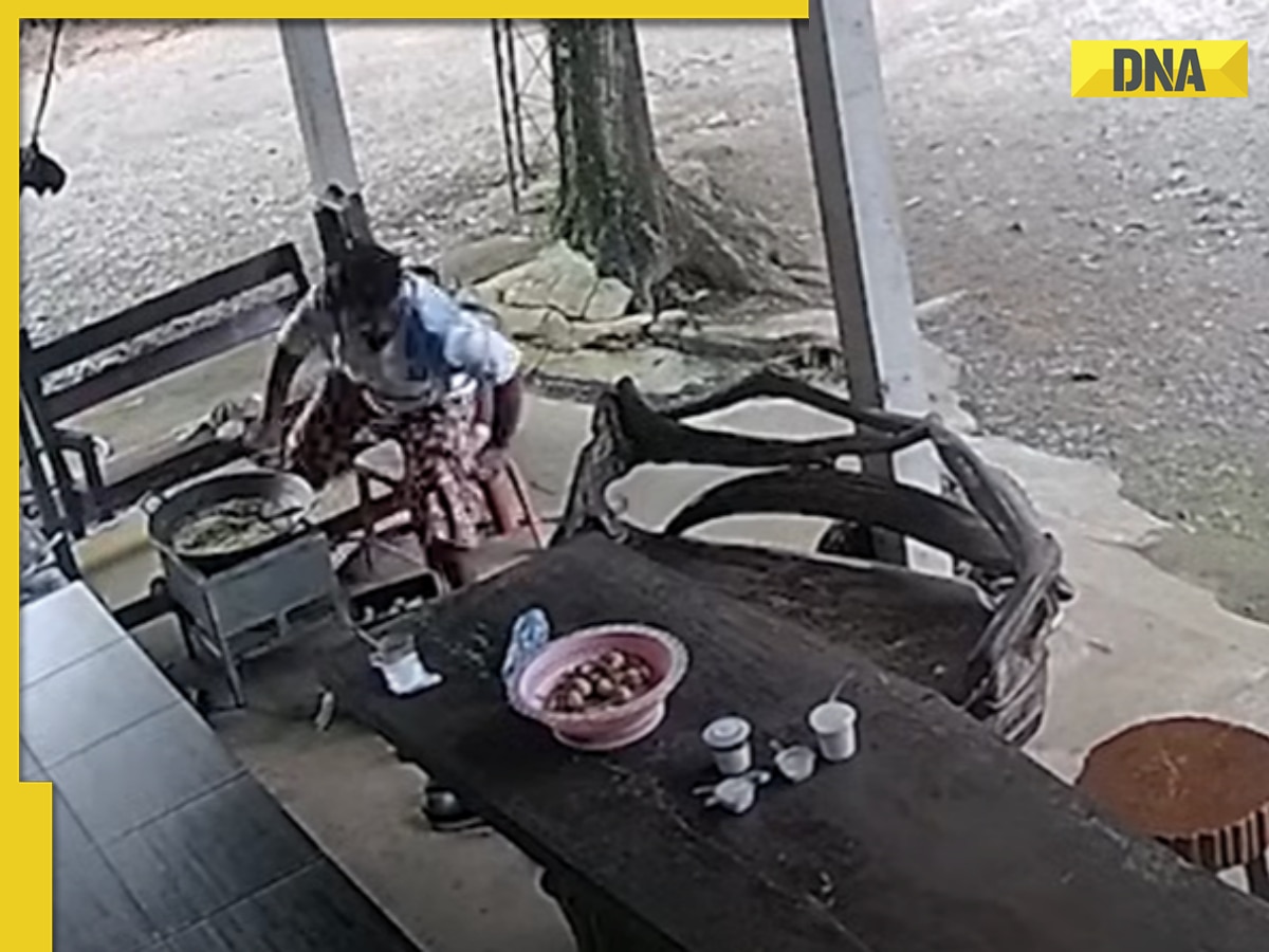 Viral video: Woman narrowly escapes king cobra attack while cooking outdoors, watch