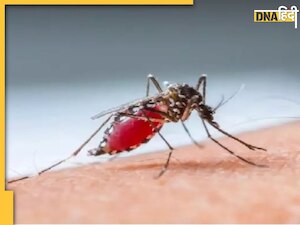 डेंगू का नया वेरिएंट DENV-2 स्ट्रेन पहले से ज्यादा खतरनाक, लक्षणों में आएं बदलावों को देखते ही डॉक्टर से ले परामर्श