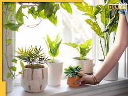 Lucky Plant: आर्थिक तंगी दूर करेंगे ये 5 लकी पौधे, बस लगाते वक्त इस बात का रखें ध्यान