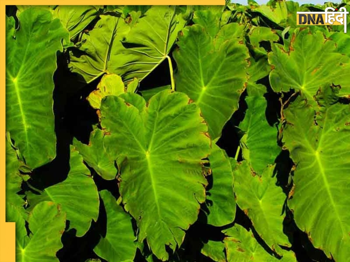 Benefits Of Arbi Leaves: अरबी के पत्ते ब्लड प्रेशर समेत इन 5 बीमारियों की हैं दवा, खाने का जान लें सही तरीका