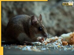 पेरेंट्स को आई ऐसी नींद कि बच्चे को खा गए चूहे, 50 जगहों पर नजर आया जख्म