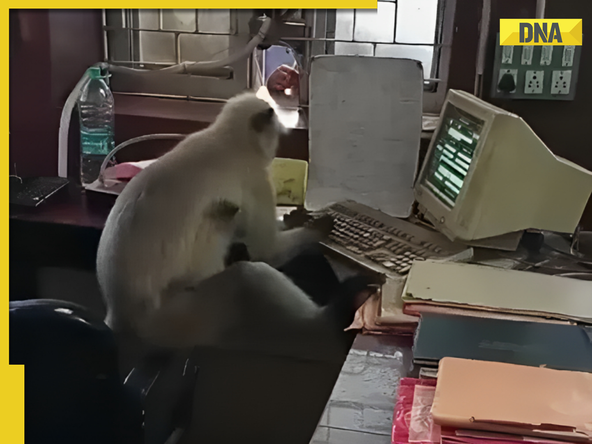 Viral video: Computer-savvy monkey takes over railway office, leaves ...