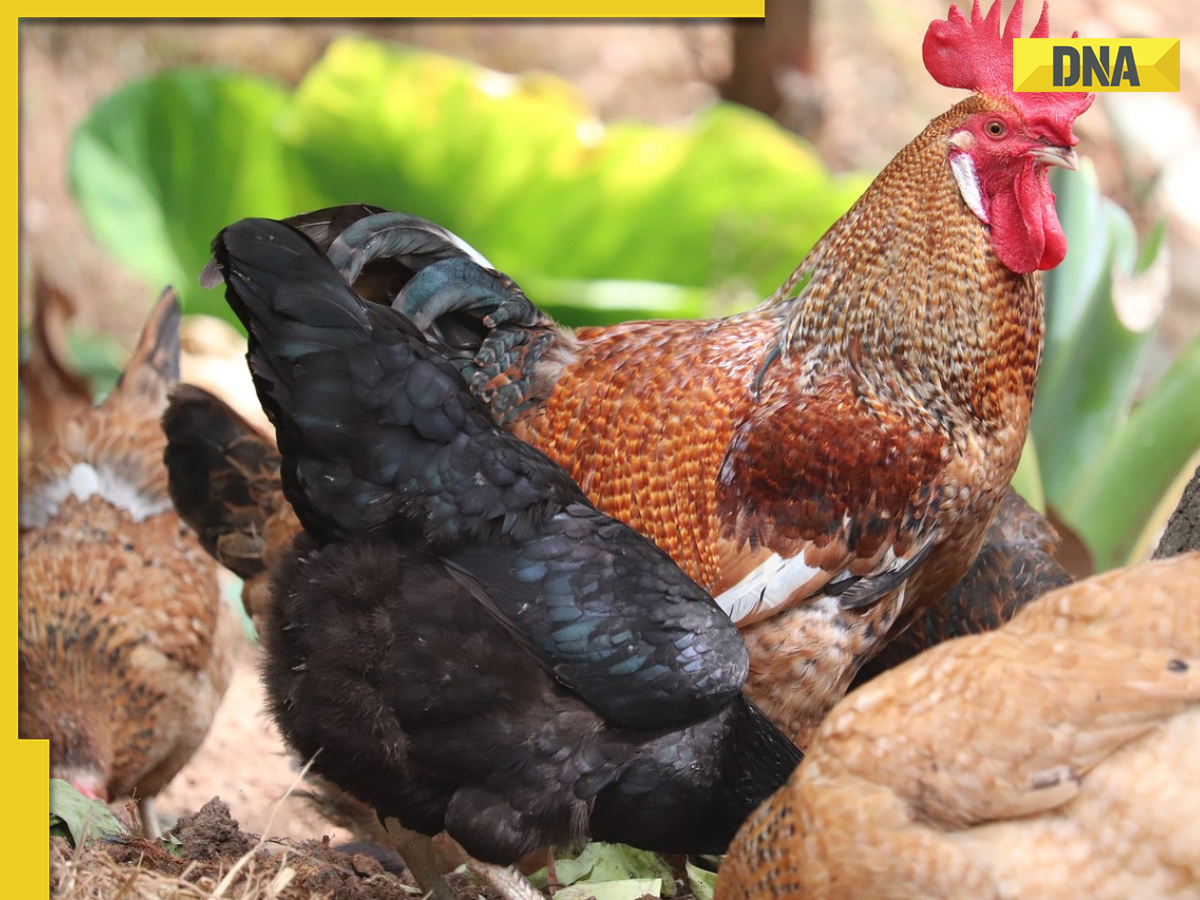 Meet man from Bihar who is running poultry business, earns Rs 75 lakh ...