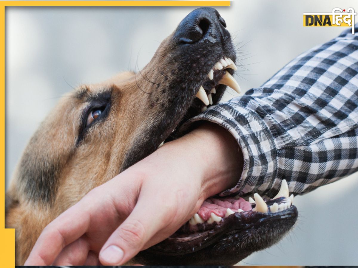 Dog bite clearance symptoms in hindi