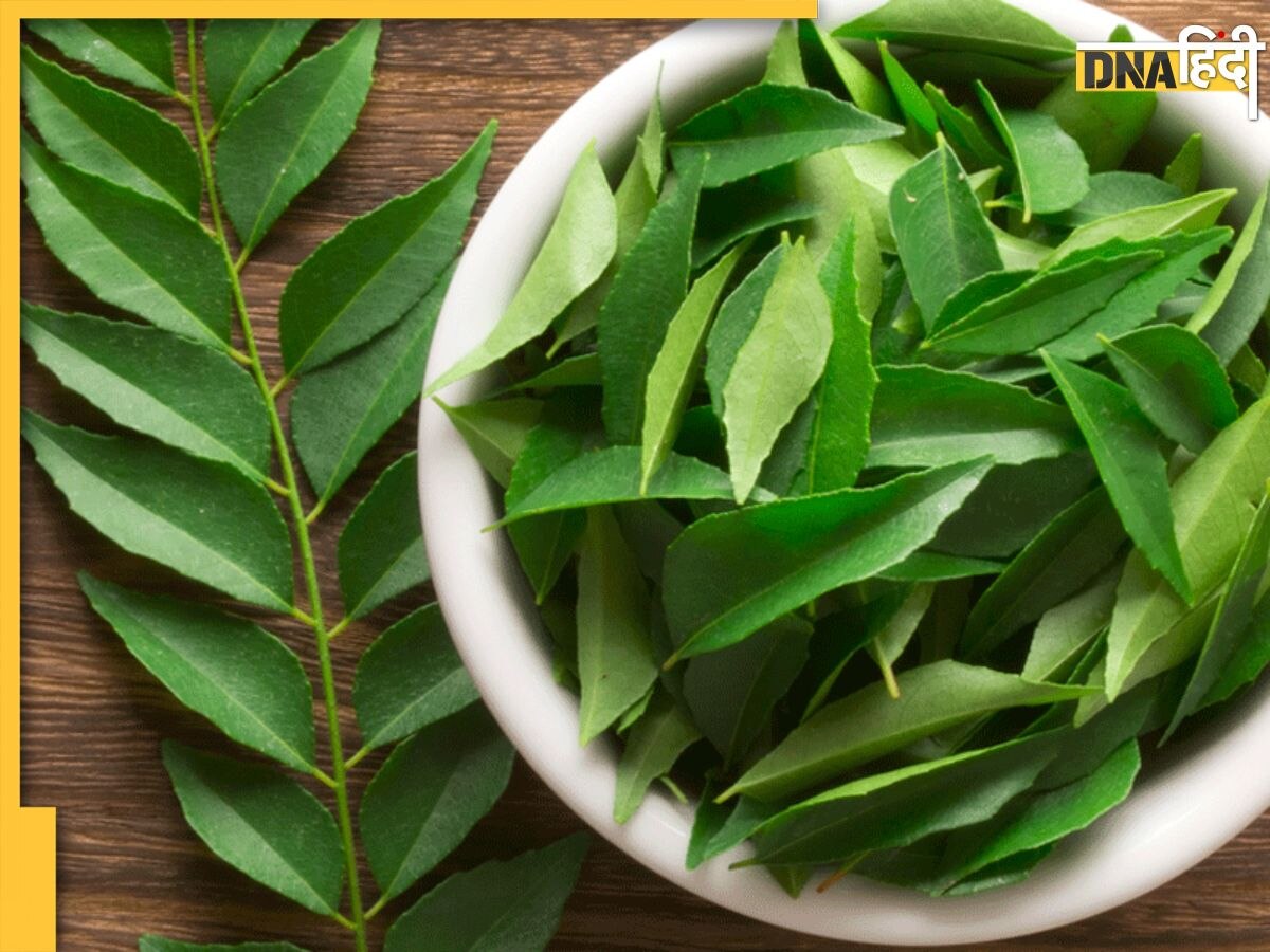 Curry Leaves Benefits: ये हरा पत्ता कंट्रोल कर देगा डायबिटीज से लेकर मोटापा, दिल भी हमेशा के लिए रहेगा हेल्दी