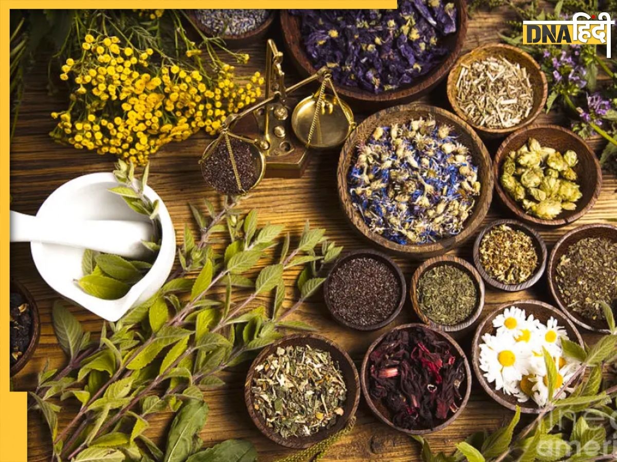 Ayurvedic Herbs: बुखार से लेकर पित्त और कफ जैसी समस�्याओं को दूर कर देंगी ये 4 आयुर्वेदिक जड़ी बूटियां, जल्द मिलेगा आराम