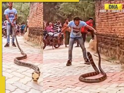 Viral video sends chills down spines as man faces off with giant king cobra, watch