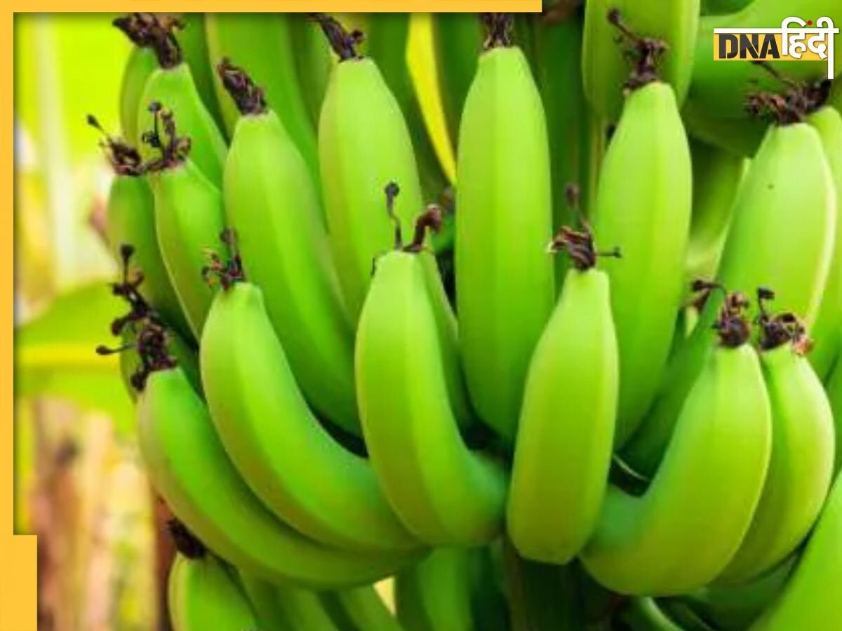 Raw Banana Benefits: डायबिटीज से लेकर दिल की बीमारियों को दूर करता है हरा केला, जानें इसे खाने के 5 हेल्थ बेनिफिट्स