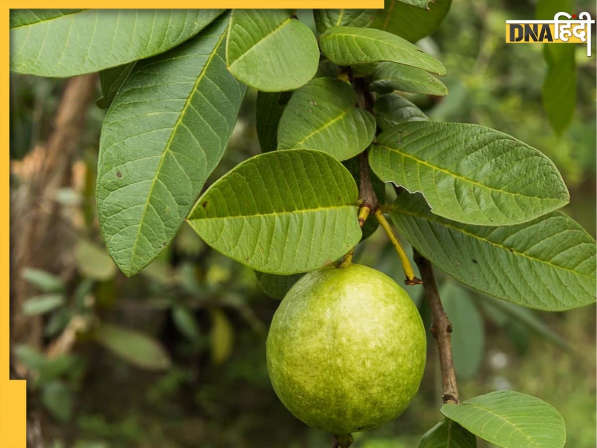 Guava Leaves Benefits: डायबिटीज से लेकर कॉलेस्ट्रोल कंट्रोल तक इन 5 समस्याओं में रामबाण है अमरूद के पत्ते