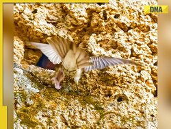 Viral video: Lightning-fast snake camouflages, hunts bird in terrifying ambush; watch