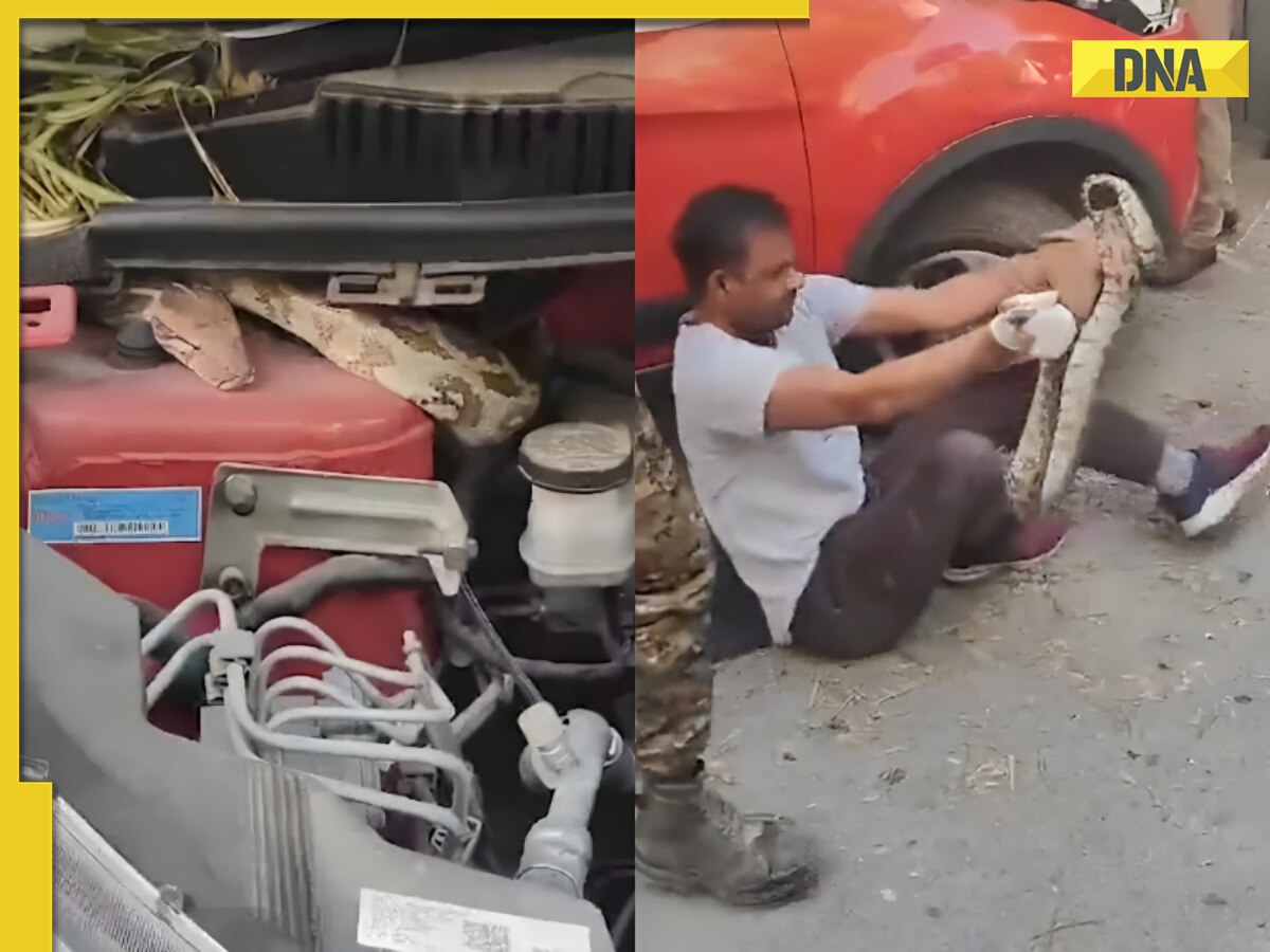  Delhi: 6-Foot long python emerges from car engine in terrifying video, watch