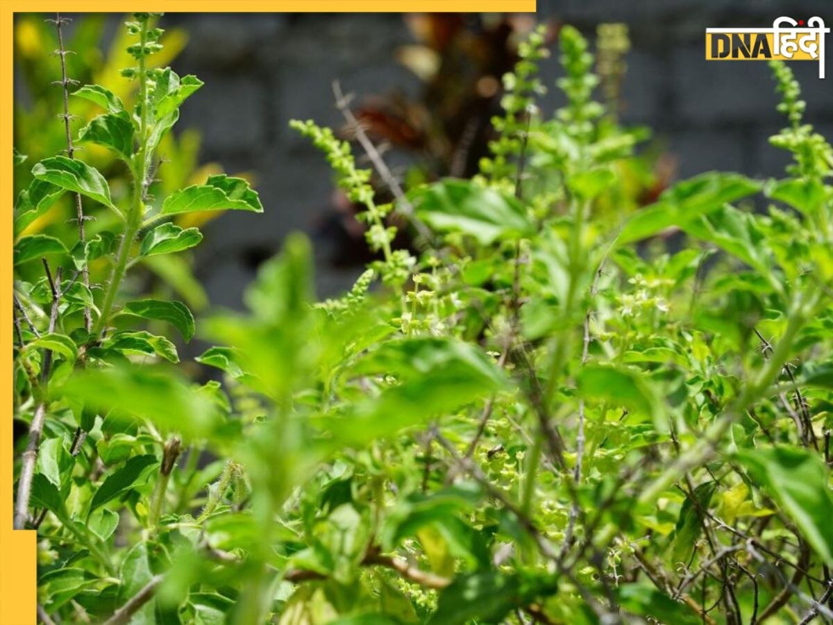 Benefits Of Tulsi: सर्दी-खांसी समेत इन 8 समस्याओं में रामबाण है औषधीय गुणों से भरपूर तुलसी, जानें इसके फायदे