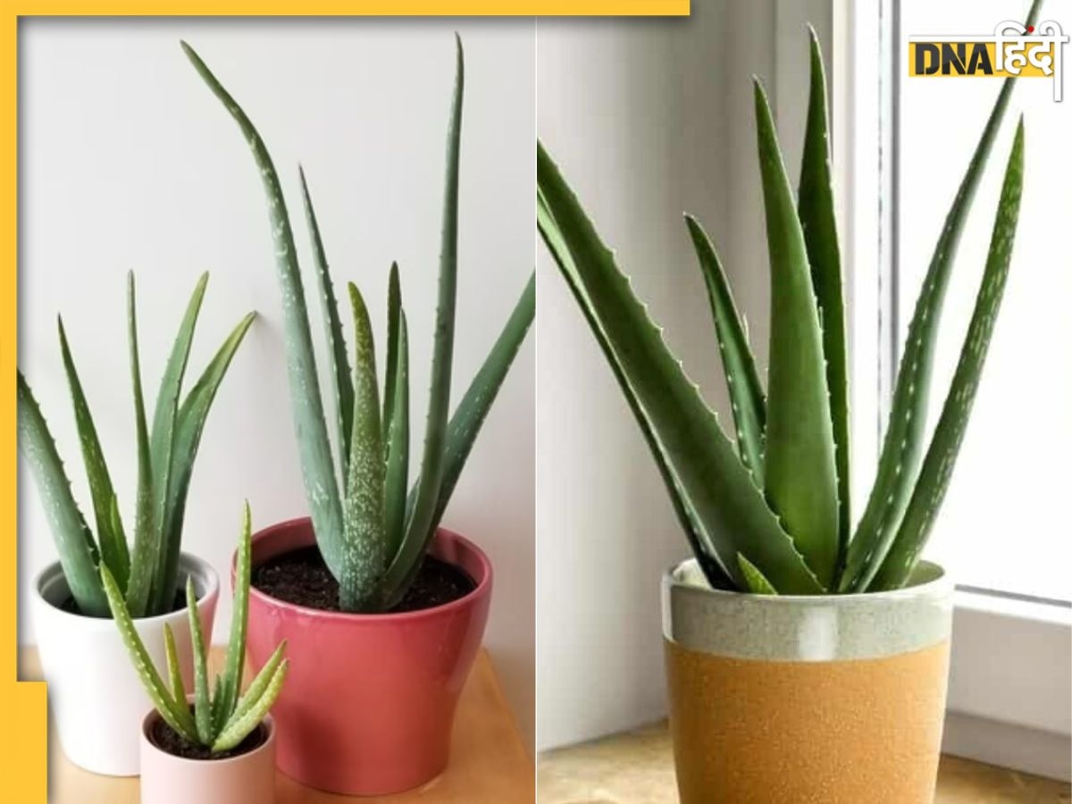 Vastu Tips For Aloe Vera Plant: घर की इस दिशा में लगा एलोवेरा घर-गृहस्ती कर देगा बर्बाद, तुरंत बदल दें जगह