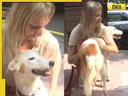 Meet Jaya, Varanasi street dog ready to fly to Netherlands with her passport