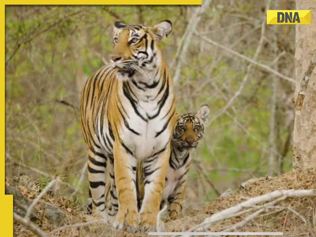 KGF, Kantara makers share captivating trailer of Project Tiger, documentary on India’s ‘incredible conservation journey'