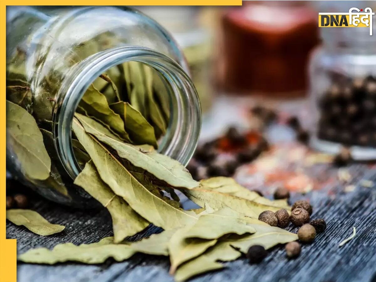 Bay Leaf Control Diabetes: इस एक सूखे पत्ते को खाते ही डाउन हो जाएगा हाई ब्लड शुगर, डायबिटीज मरीजों की दिक्कत भी होगी खत्म