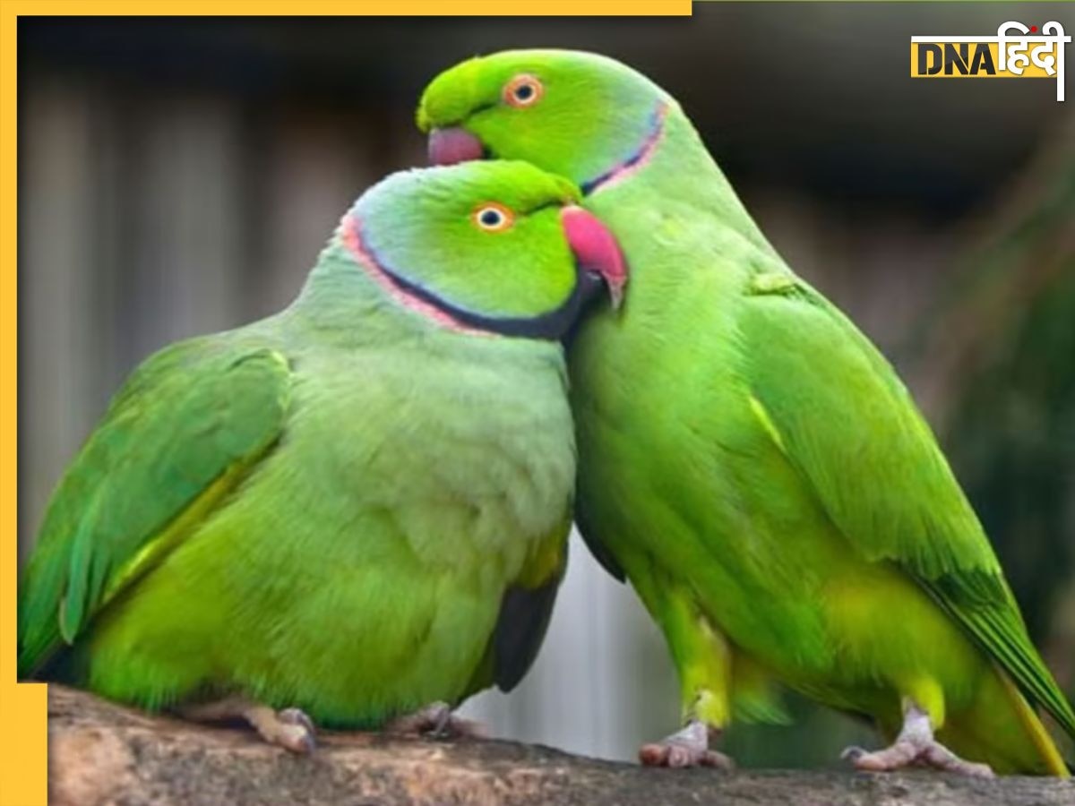 Parrot jyotish benefits: घर में तोता पालना होता है बेहद शुभ, वास्तु दोष दूर होने के साथ प्रसन्न होती हैं मां लक्ष्मी 