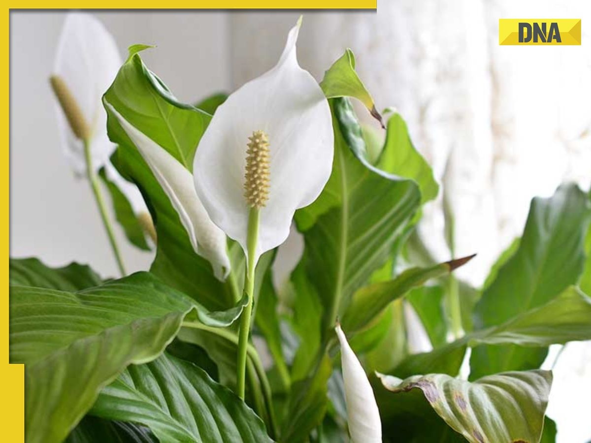 Delhi air pollution: 5 indoor plants that which act as natural air purifiers