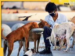 यूपी में कुत्तों का आतंक, 20 लाख से ज्यादा हुई आबादी, डरा रहे डॉग अटैक के मामले