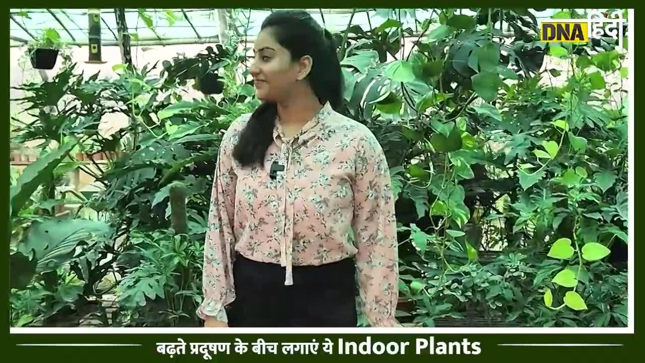 Delhi Air Pollution: दम घोटती जहरीली हवा से बचने के लिए Home, Office में लगाएं ये Indoor Plants