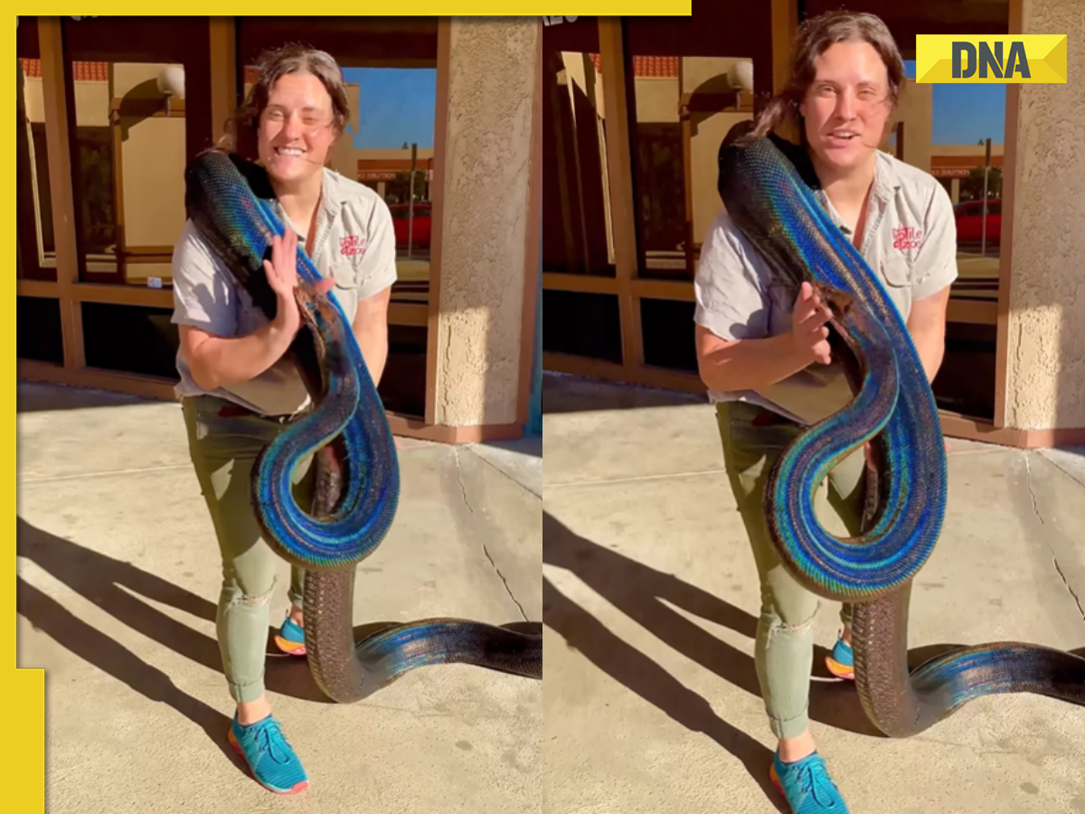 rainbow python goes viral on social media: 'stunning',... Viral video: Fearless woman grapples massive rainbow python in her arms ...