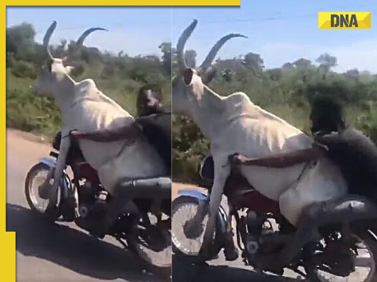 Man takes bull on unusual bike ride, viral video turns heads